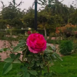 Al Katibah Fortress - At Ta'if