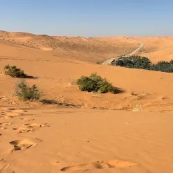 Al Zulfi Camel Market - Az Zulfi