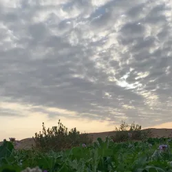 Al Zulfi Desert - Az Zulfi