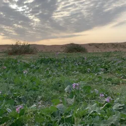 Al Zulfi Desert - Az Zulfi