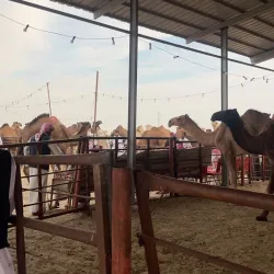 Al Batin Camel Market - Hafar Al Batin