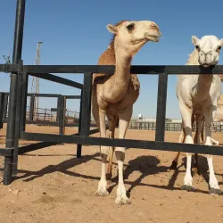 Al Batin Camel Market - Hafar Al Batin