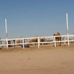 Al Batin Camel Market - Hafar Al Batin