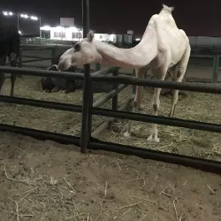 Al Batin Camel Market - Hafar Al Batin