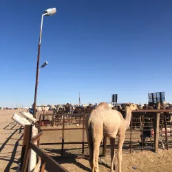 Al Batin Camel Market - Hafar Al Batin