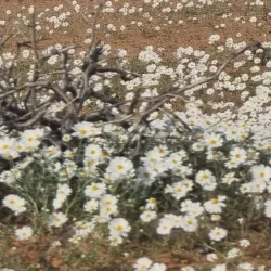 Ha'il Desert - Ha'il