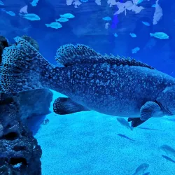 Fakieh Aquarium - Jeddah (Jiddah)