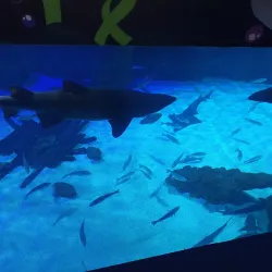 Fakieh Aquarium - Jeddah (Jiddah)