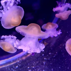 Fakieh Aquarium - Jeddah (Jiddah)