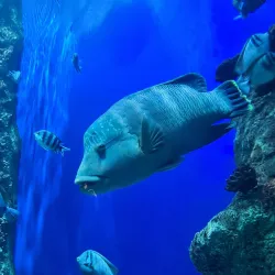 Fakieh Aquarium - Jeddah (Jiddah)