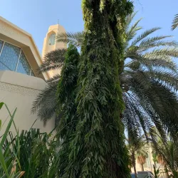 Floating Mosque (Al Rahma Mosque) - Jeddah (Jiddah)