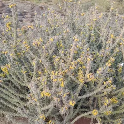 Al-Darb Village - Jizan