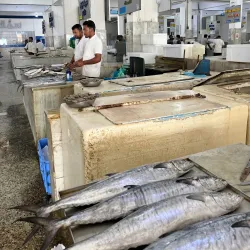 Jizan Fish Market - Jizan
