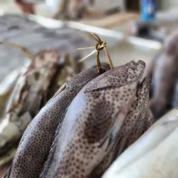 Jizan Fish Market - Jizan