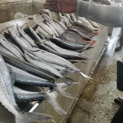 Jizan Fish Market - Jizan