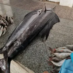 Jizan Fish Market - Jizan