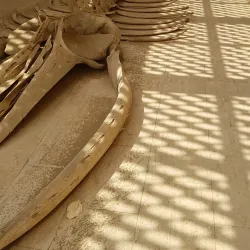 Jizan Regional Museum - Jizan