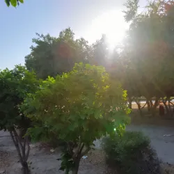 Al Nakheel Park - Jubail