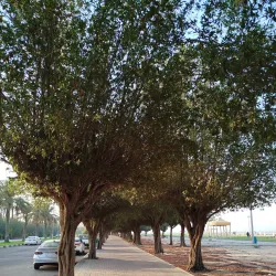 Jubail Corniche - Jubail