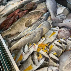 Jubail Fish Market - Jubail