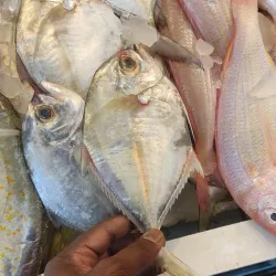 Jubail Fish Market - Jubail