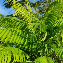 Al-Mahd Park - Khamis Mushayt