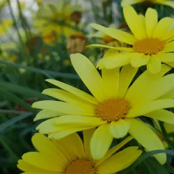 Al-Mahd Park - Khamis Mushayt