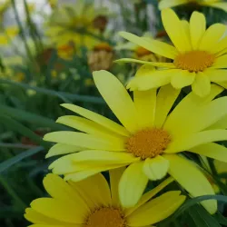 Al-Mahd Park - Khamis Mushayt