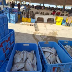 Al-Qatif Date Market - Qatif