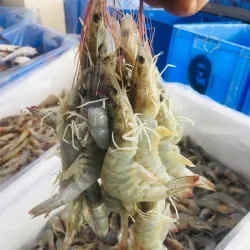 Rabigh Fish Market - Rabigh