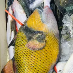 Rabigh Fish Market - Rabigh