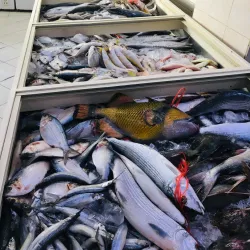 Rabigh Fish Market - Rabigh