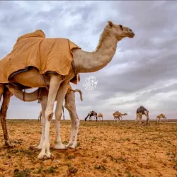 Al Rafha Desert - Rafḩā