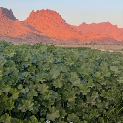 Local Desert Wildlife Observation - Rafḩā