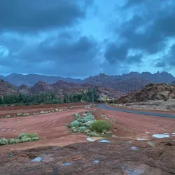Local Desert Wildlife Observation - Rafḩā