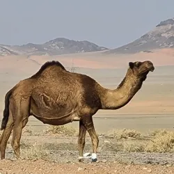 Local Desert Wildlife Observation - Rafḩā