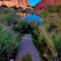 Local Desert Wildlife Observation - Rafḩā