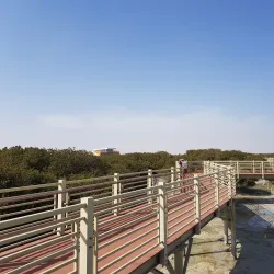 Marine Life Observation - Ras Tanura
