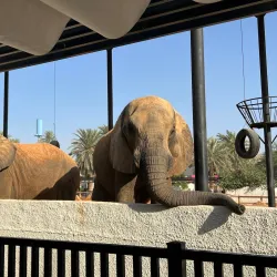 Riyadh Zoo - Riyadh