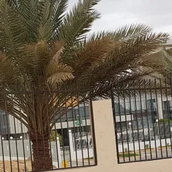 Al Jawf Date Festival - Sakakah