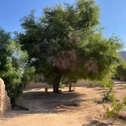 Al Ula Oasis - Sakakah