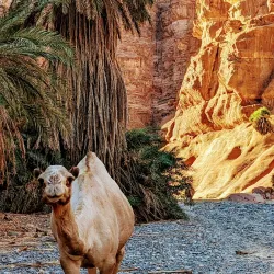 Wadi Al Disah - Tabuk