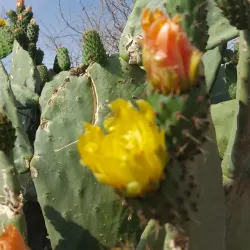 Al Katibah Park - Taif