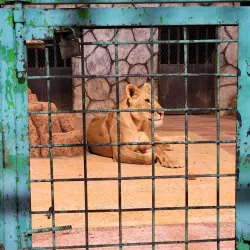 Taif Zoo - Taif