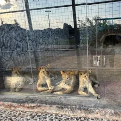 Taif Zoo - Taif