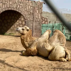 Taif Zoo - Taif