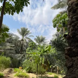 Nearby Al-Hasa Oasis (Day Trip) - Udhailiyah