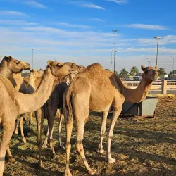 Unaizah Camel Market - Unaizah