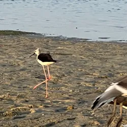 Yanbu Corniche - Yanbu' Al Bahr