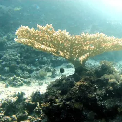 Yanbu Diving Sites - Yanbu' Al Bahr